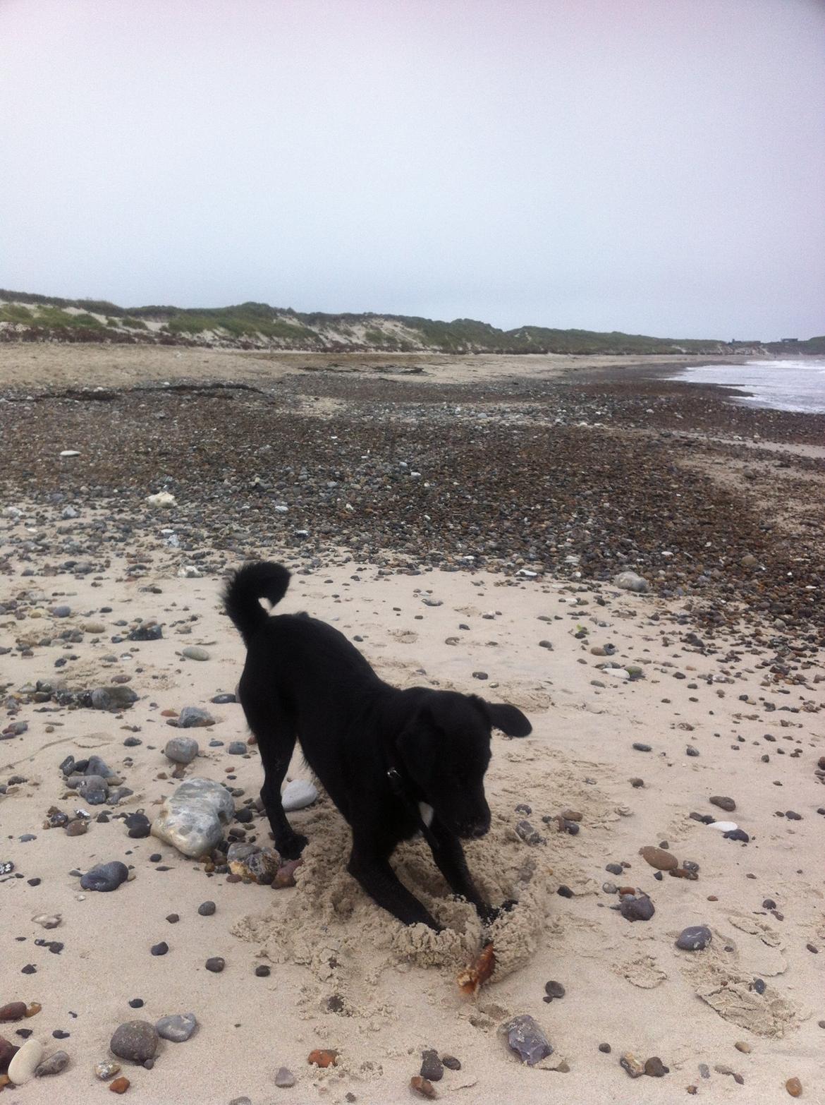 Blanding af racer Elmo billede 4