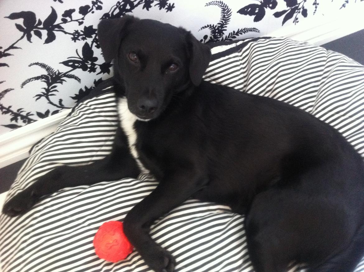 Blanding af racer Elmo billede 5