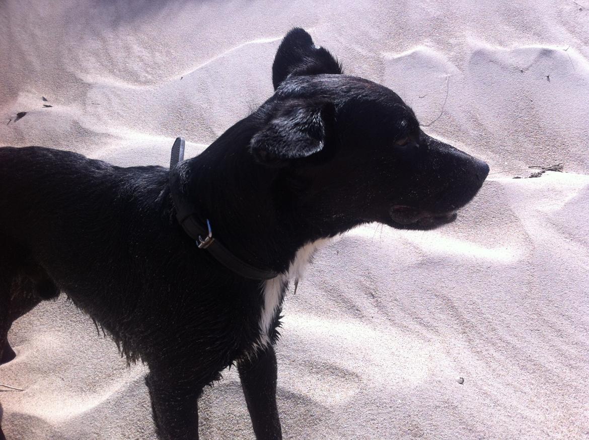 Blanding af racer Elmo billede 6