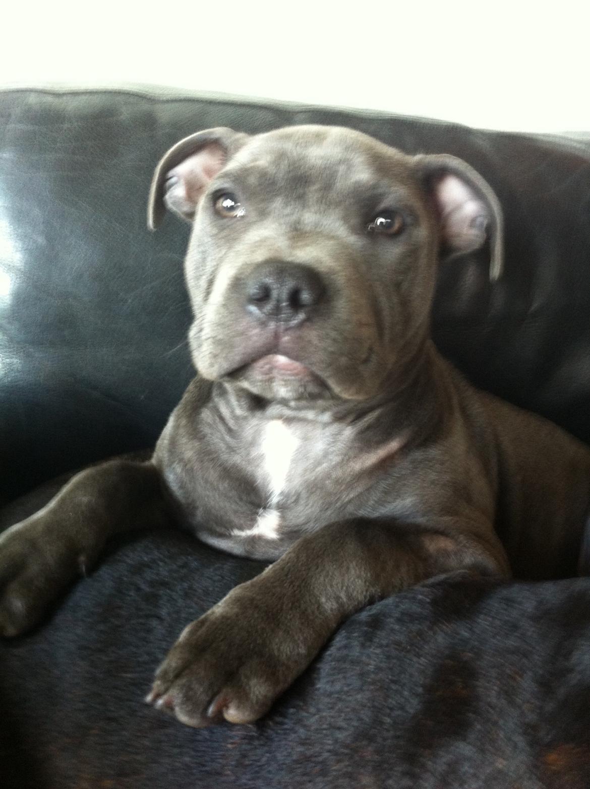 Staffordshire bull terrier Herman billede 12