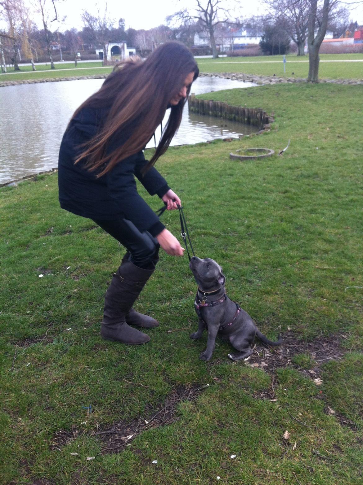 Staffordshire bull terrier Herman billede 13