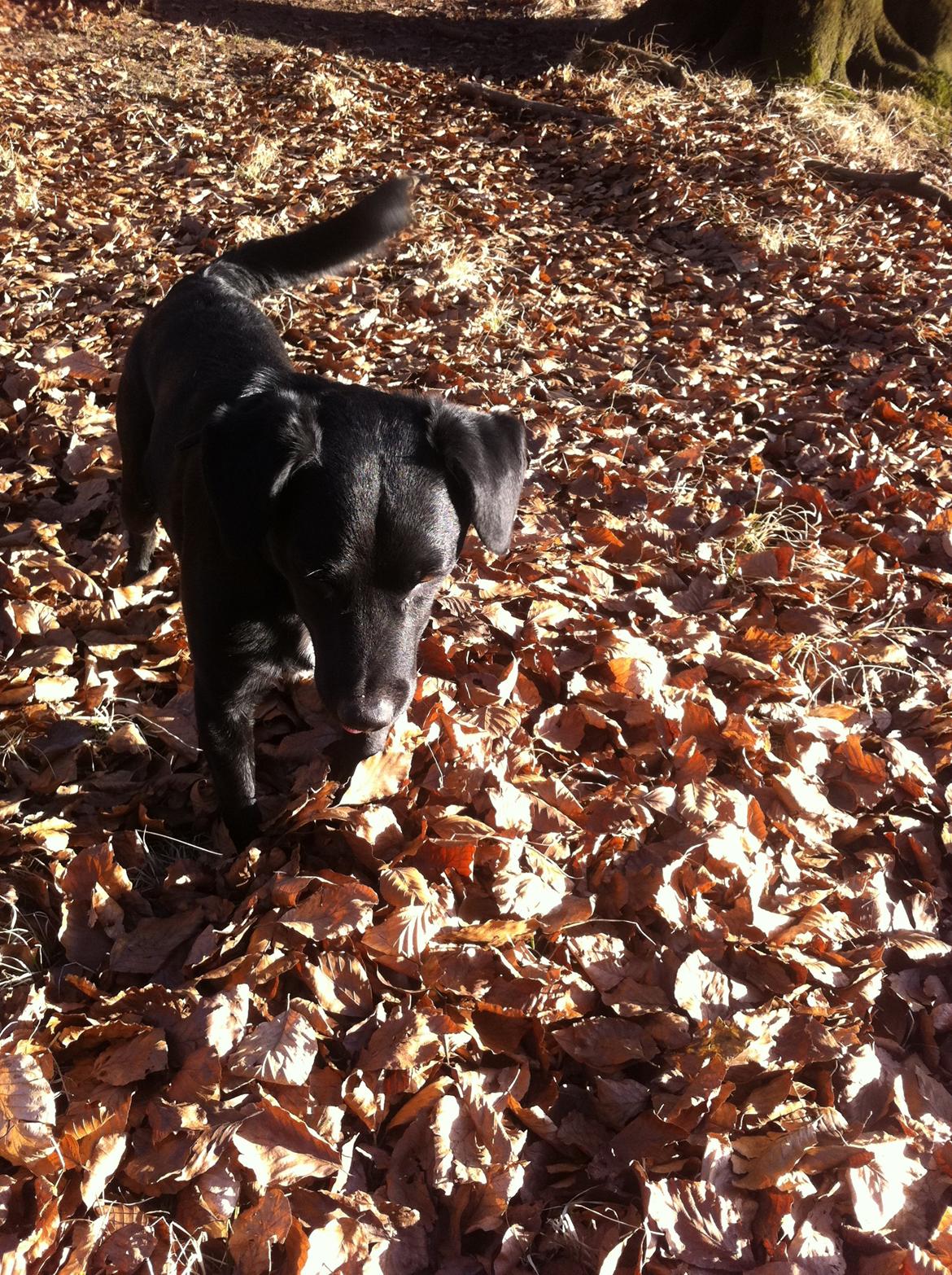 Blanding af racer Elmo billede 8