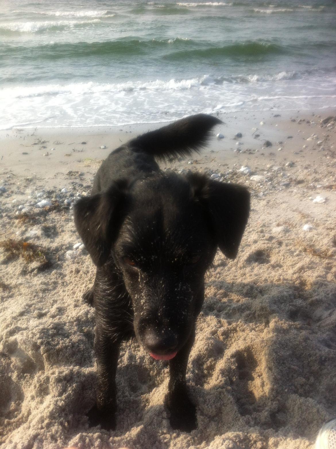 Blanding af racer Elmo billede 9