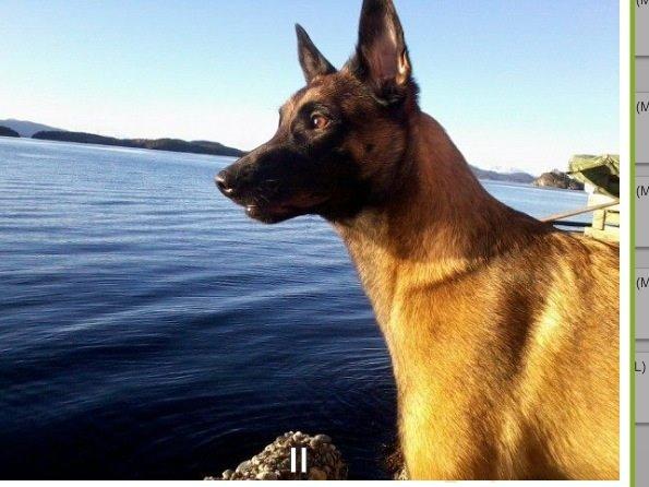 Malinois Green basilisk's Avery .... Cosha  billede 1
