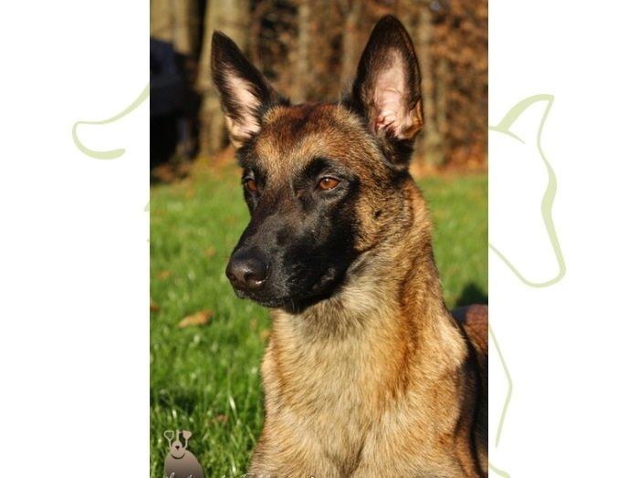 Malinois Green basilisk's Avery .... Cosha  billede 2