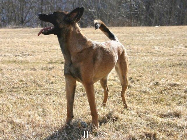 Malinois Green basilisk's Avery .... Cosha  billede 3