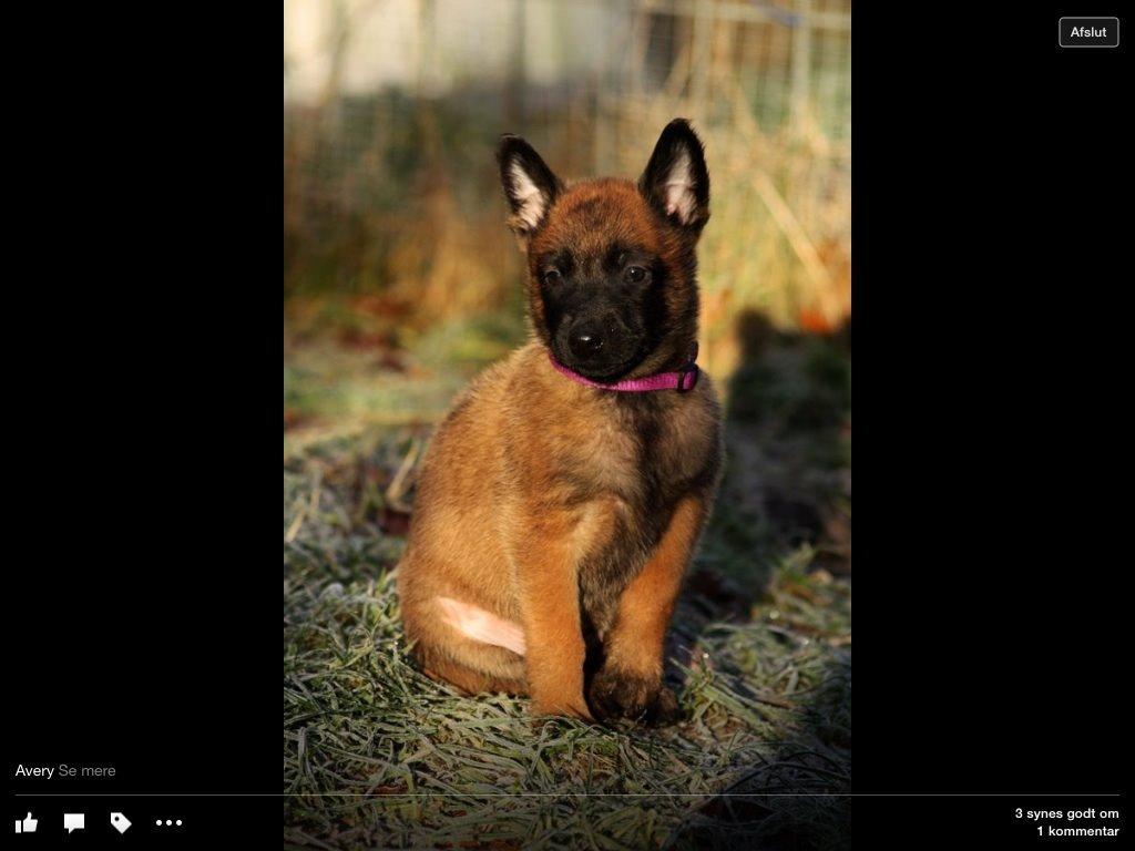 Malinois Green basilisk's Avery .... Cosha  billede 4
