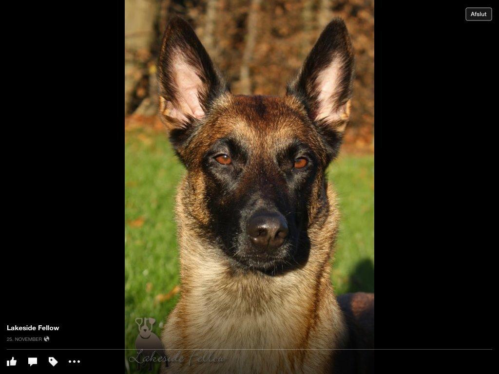 Malinois Green basilisk's Avery .... Cosha  billede 5