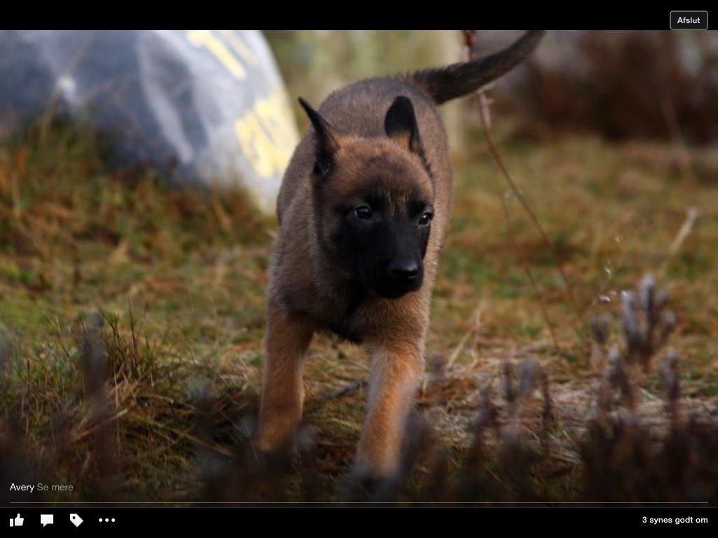 Malinois Green basilisk's Avery .... Cosha  billede 6