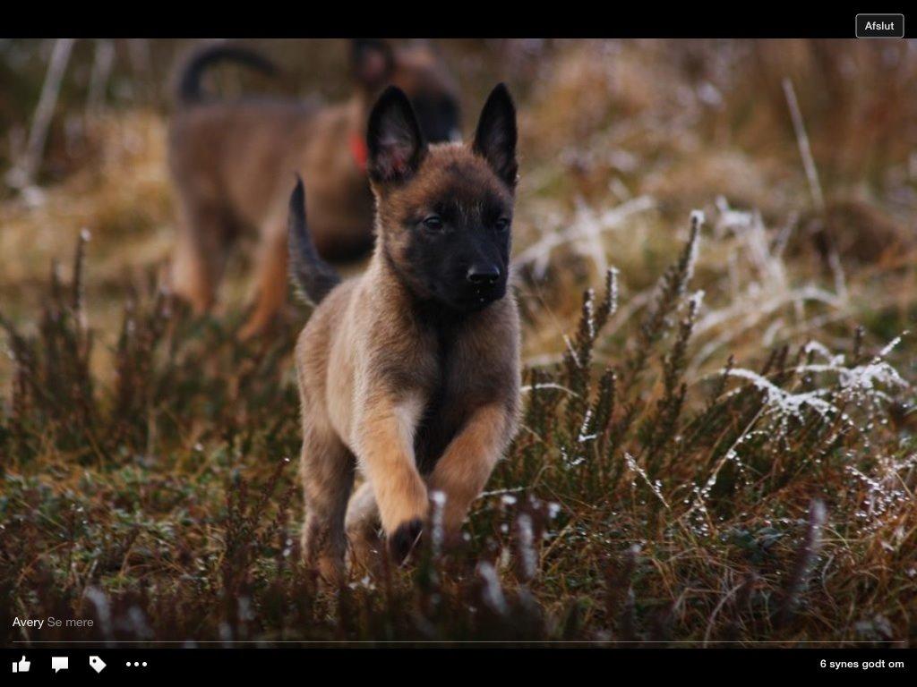 Malinois Green basilisk's Avery .... Cosha  billede 7