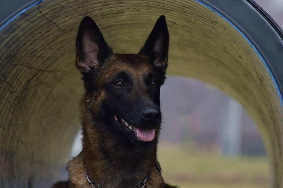 Malinois Green basilisk's Avery .... Cosha  billede 8