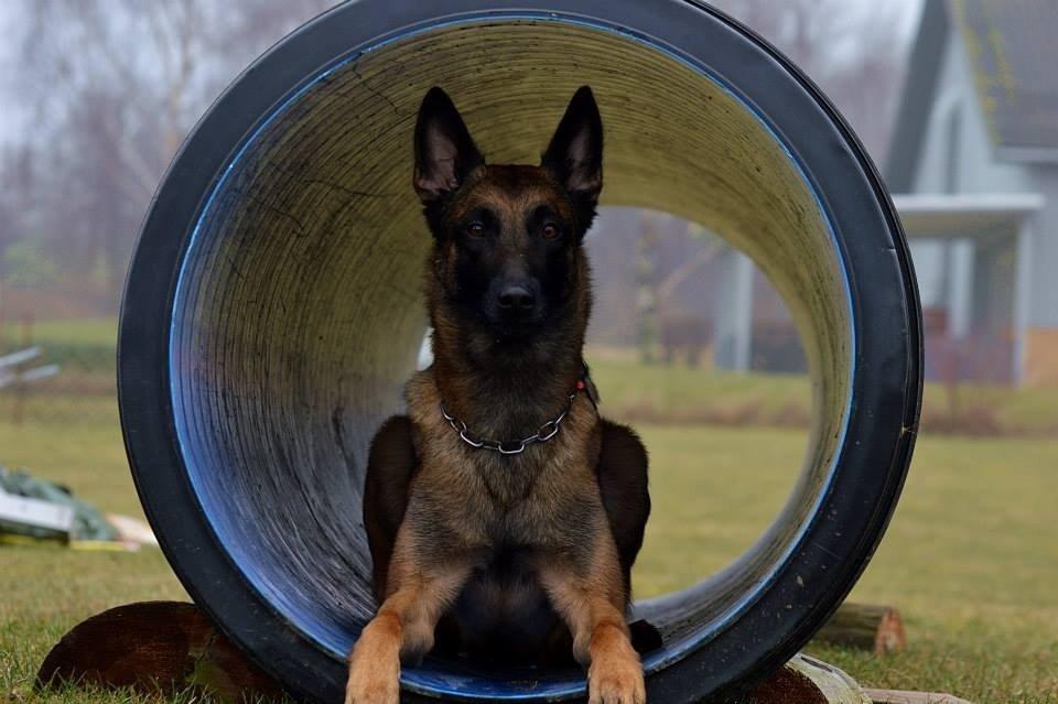 Malinois Green basilisk's Avery .... Cosha  billede 9