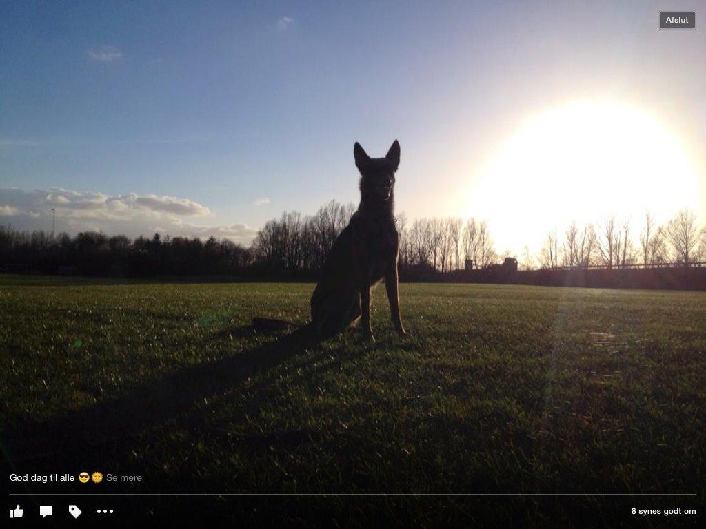 Malinois Green basilisk's Avery .... Cosha  billede 11