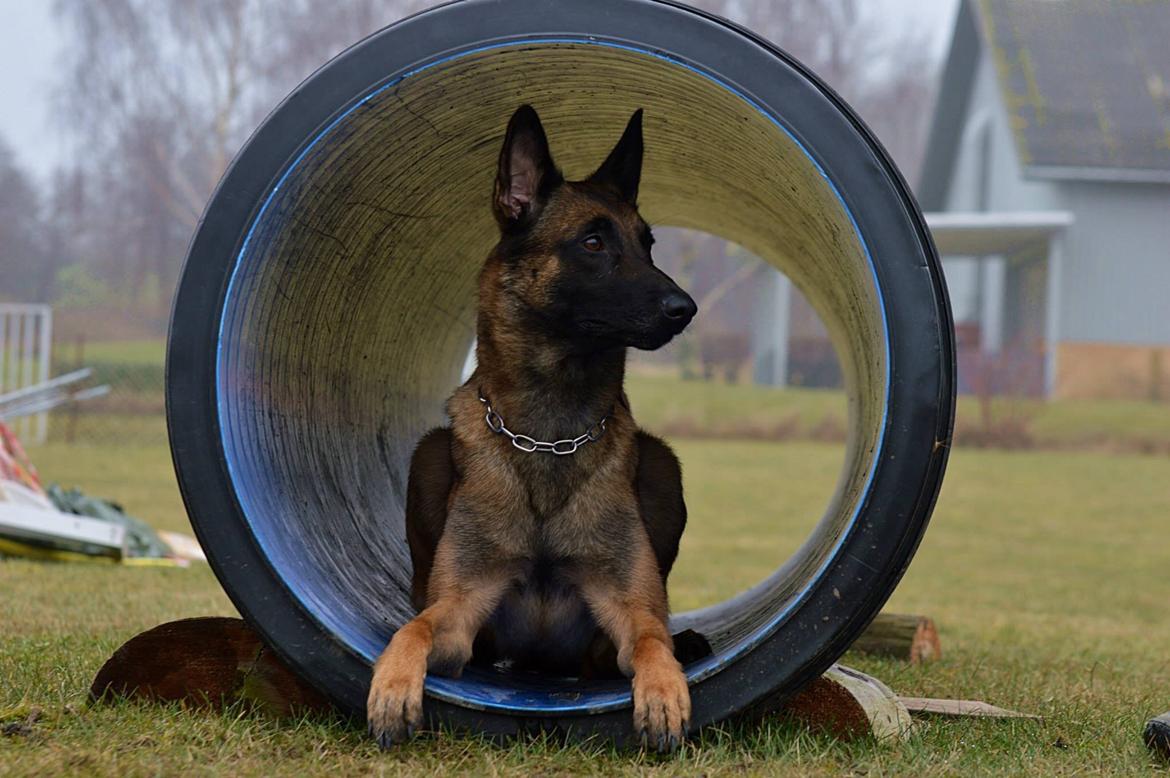 Malinois Green basilisk's Avery .... Cosha  billede 12