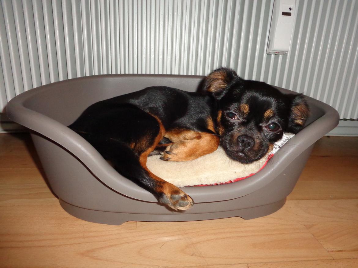 Blanding af racer Luna billede 8