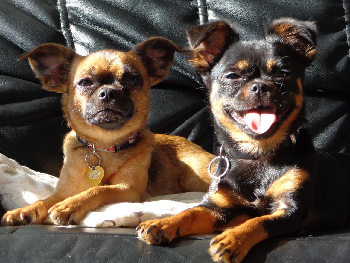 Blanding af racer Luna billede 10