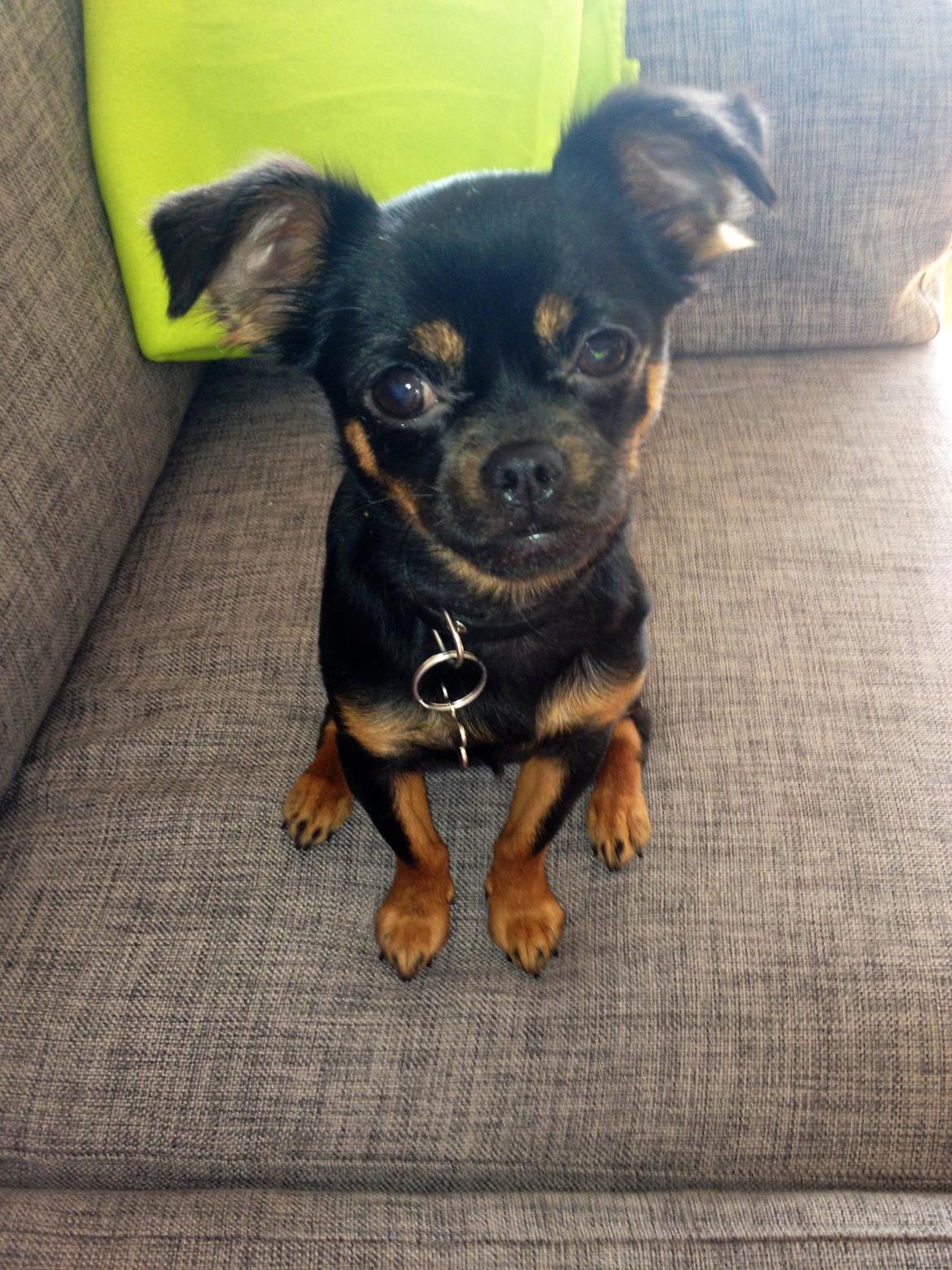 Blanding af racer Luna billede 11