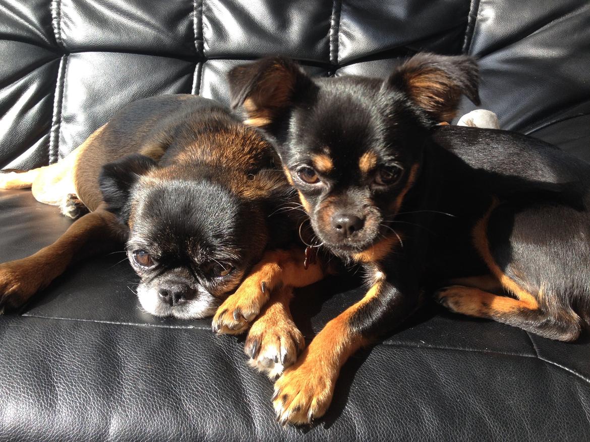 Blanding af racer Luna billede 12