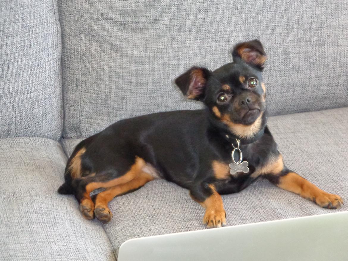 Blanding af racer Luna billede 9