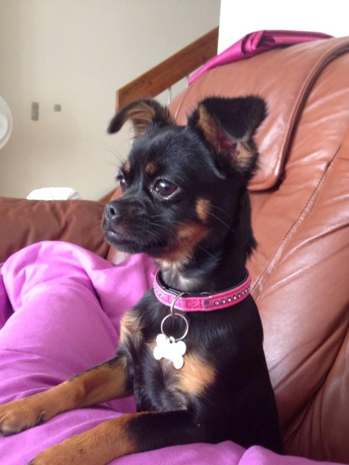 Blanding af racer Luna billede 7