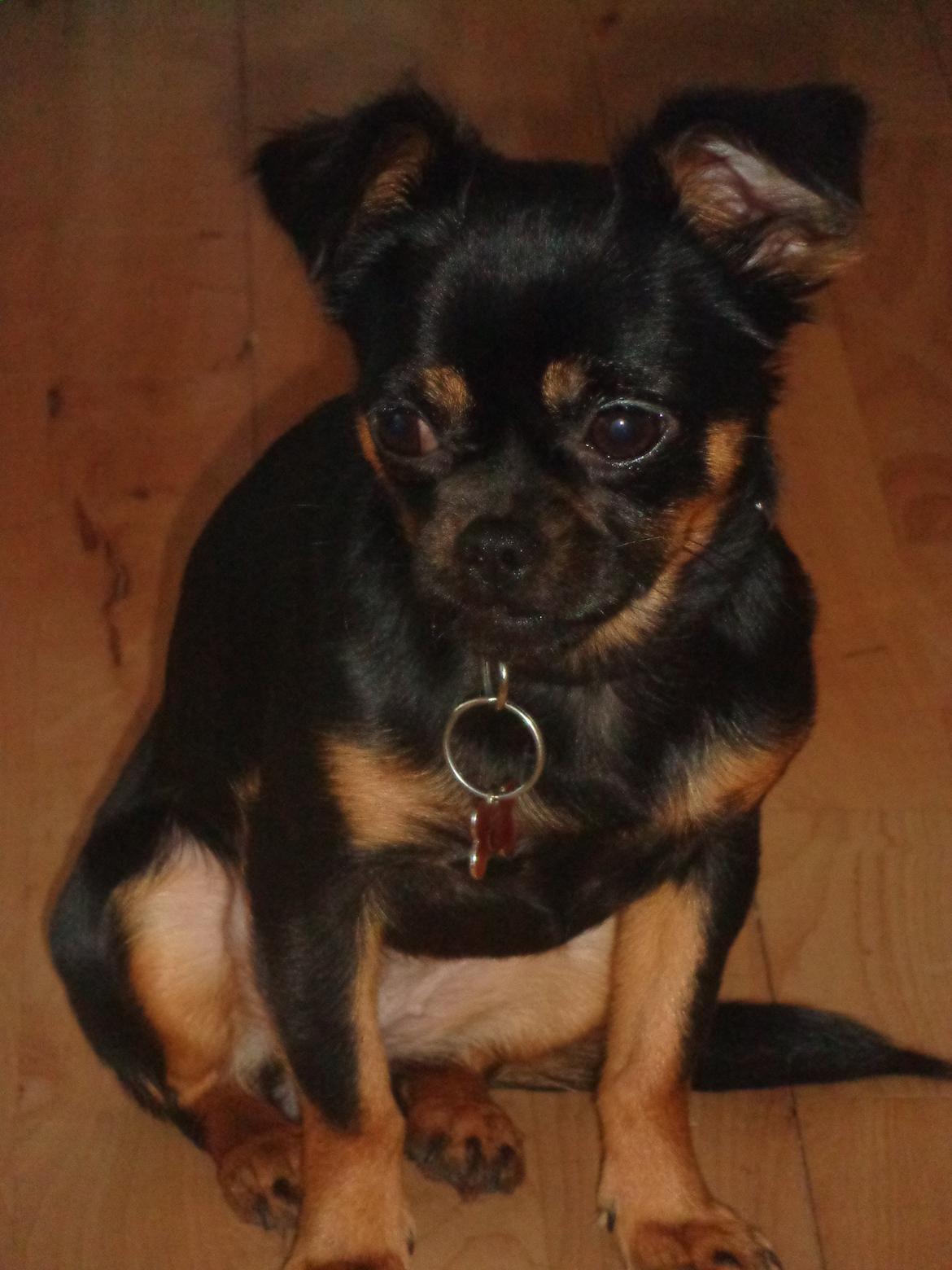 Blanding af racer Luna billede 13