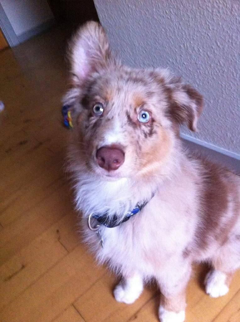 Australian shepherd Ozzy  billede 8