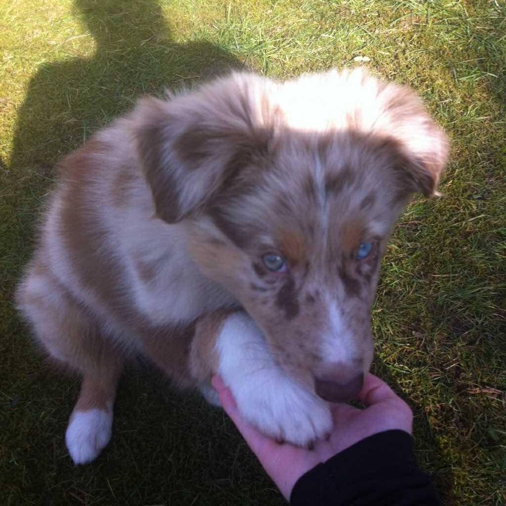 Australian shepherd Ozzy  billede 9
