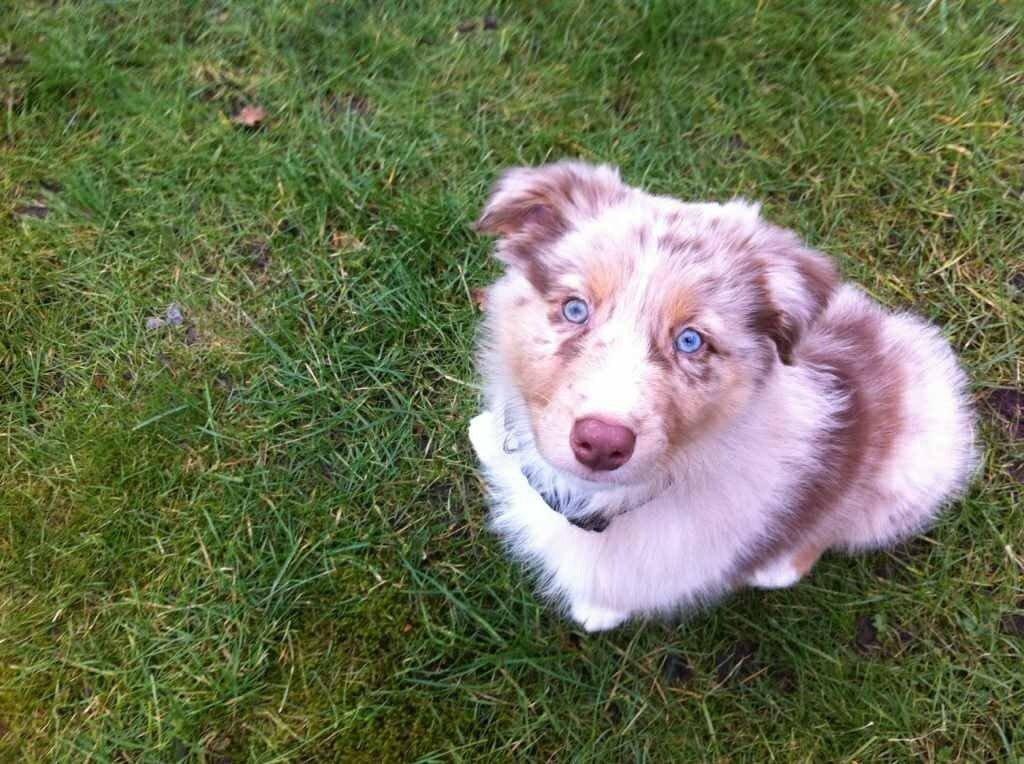 Australian shepherd Ozzy  billede 10