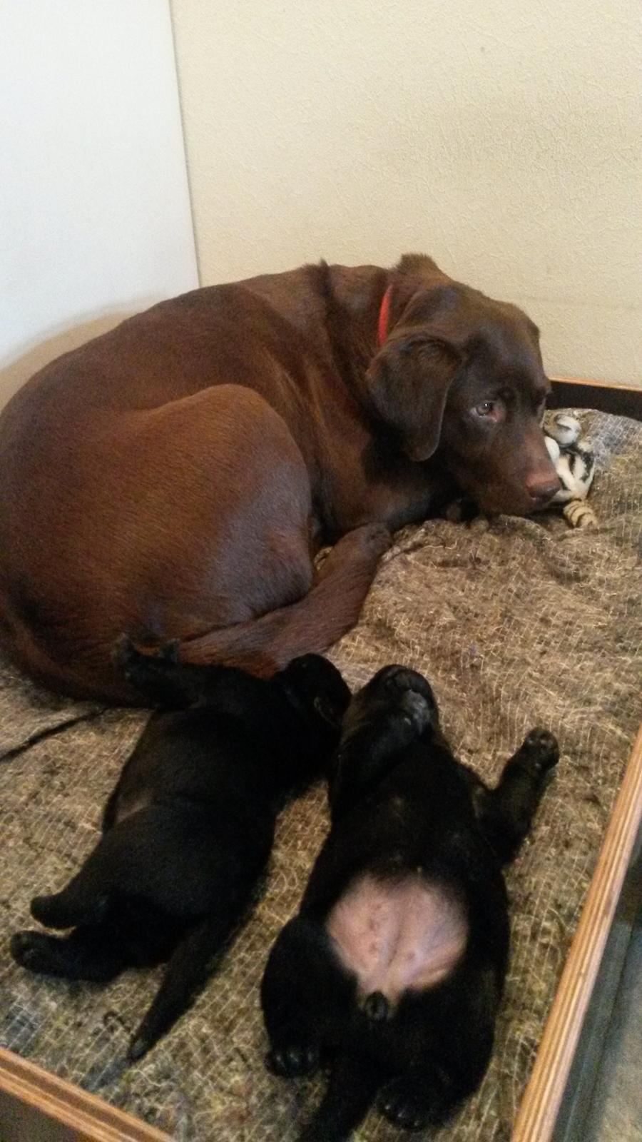 Labrador retriever Mokka! <3 - Mokka med hendes små hvalpe billede 16