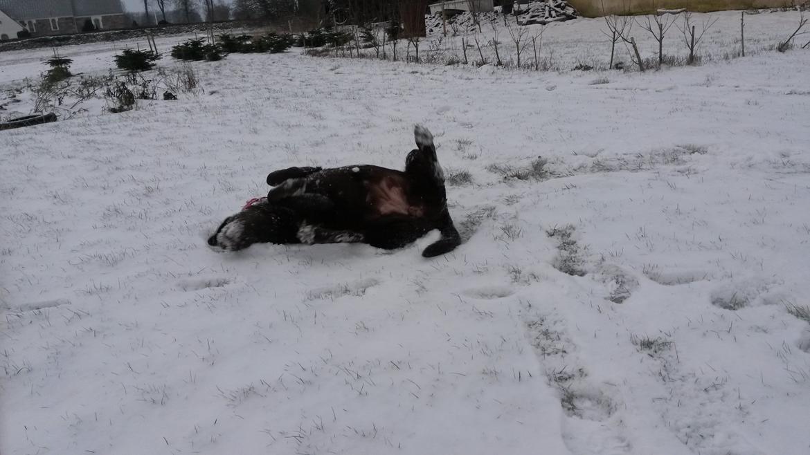 Labrador retriever Mokka! <3 billede 17