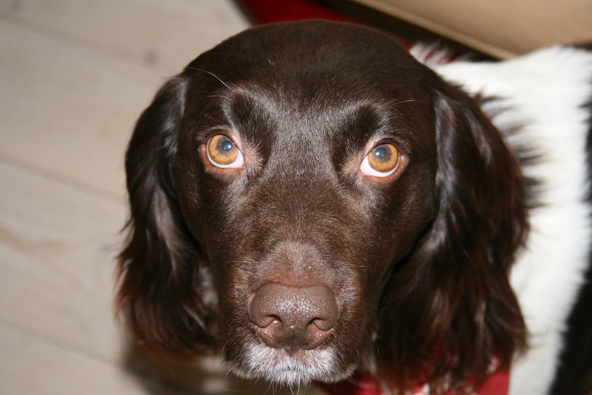 Kleiner münsterländer Riki - Sove, sove... billede 1