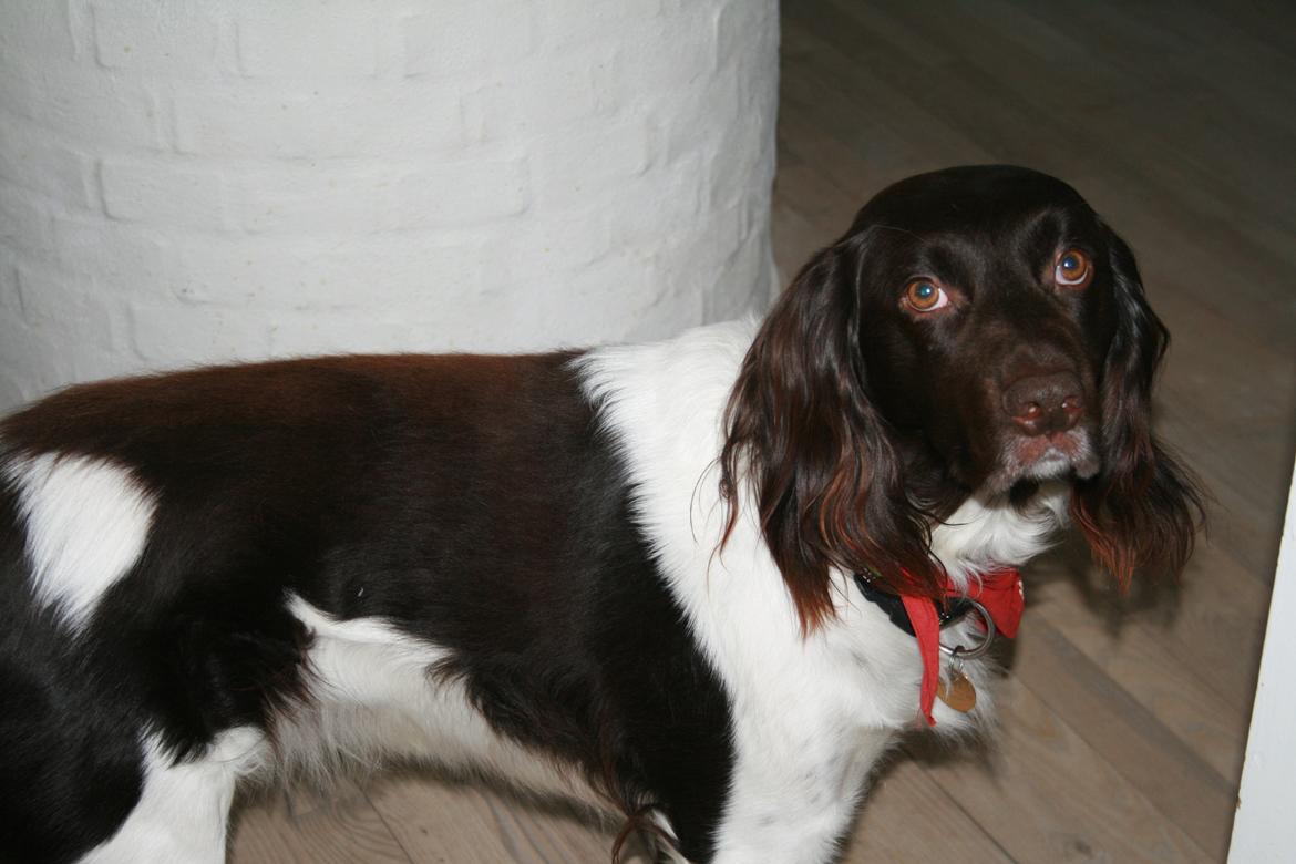 Kleiner münsterländer Riki - Vi skal den vej, det er der døren er.. billede 2