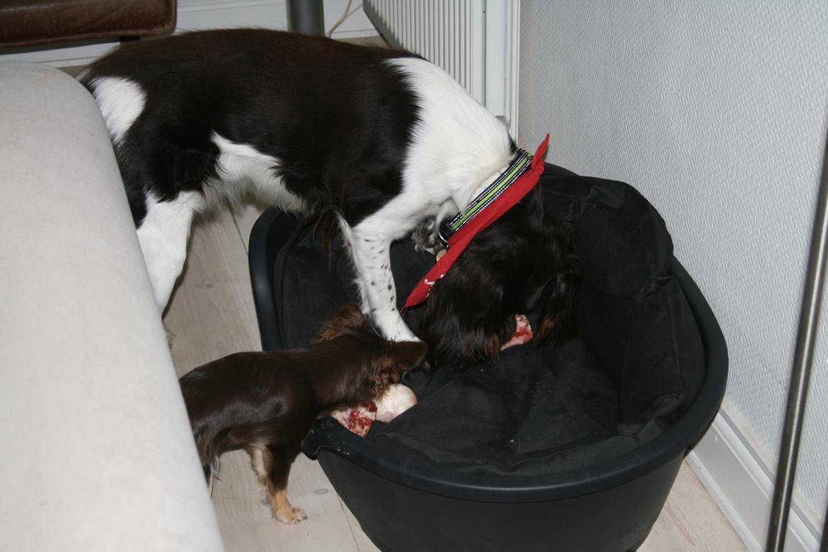 Kleiner münsterländer Riki - Ja, gem der nede, så her vi dem til senere... billede 3