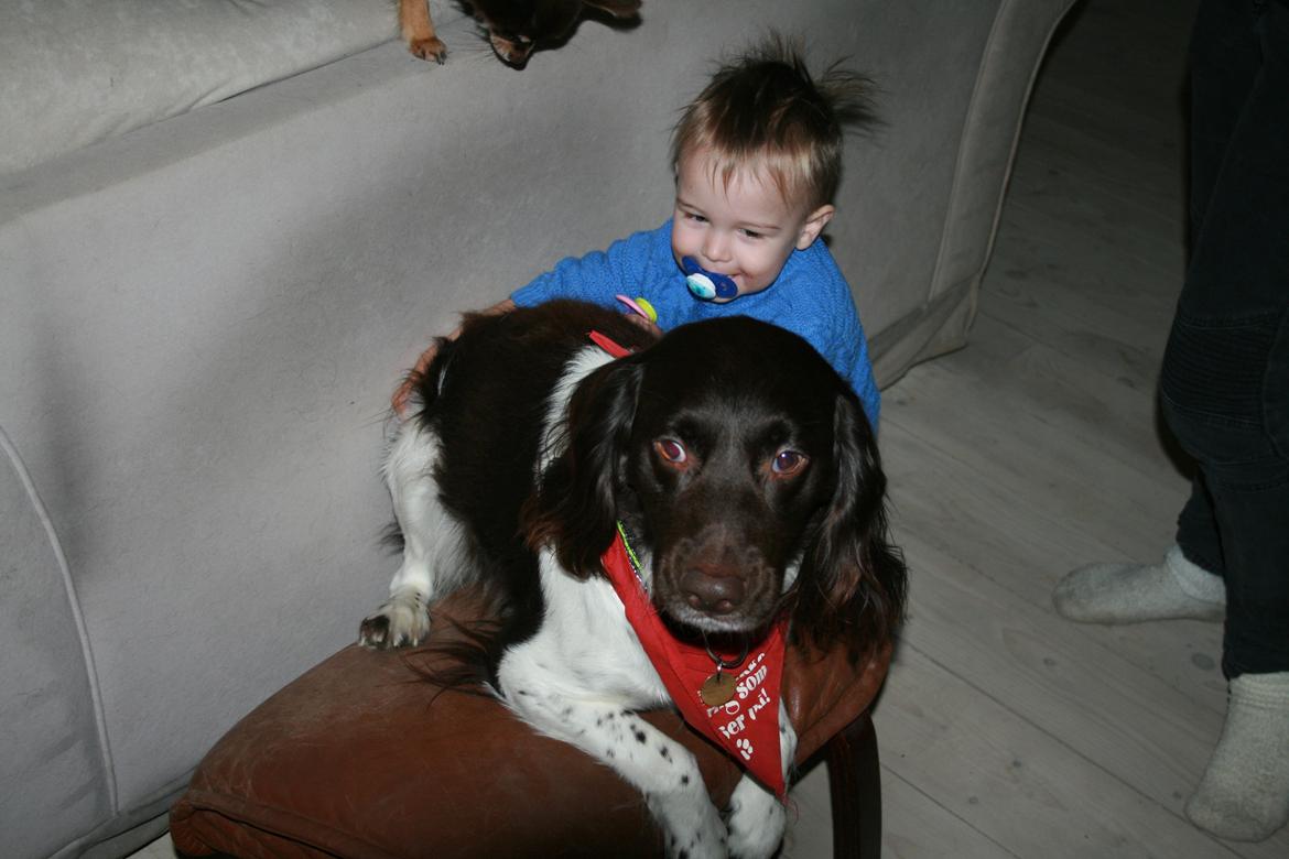 Kleiner münsterländer Riki - Uha mor, bare knægten ikke bider mg, nu jeg holder ham nede.. billede 4