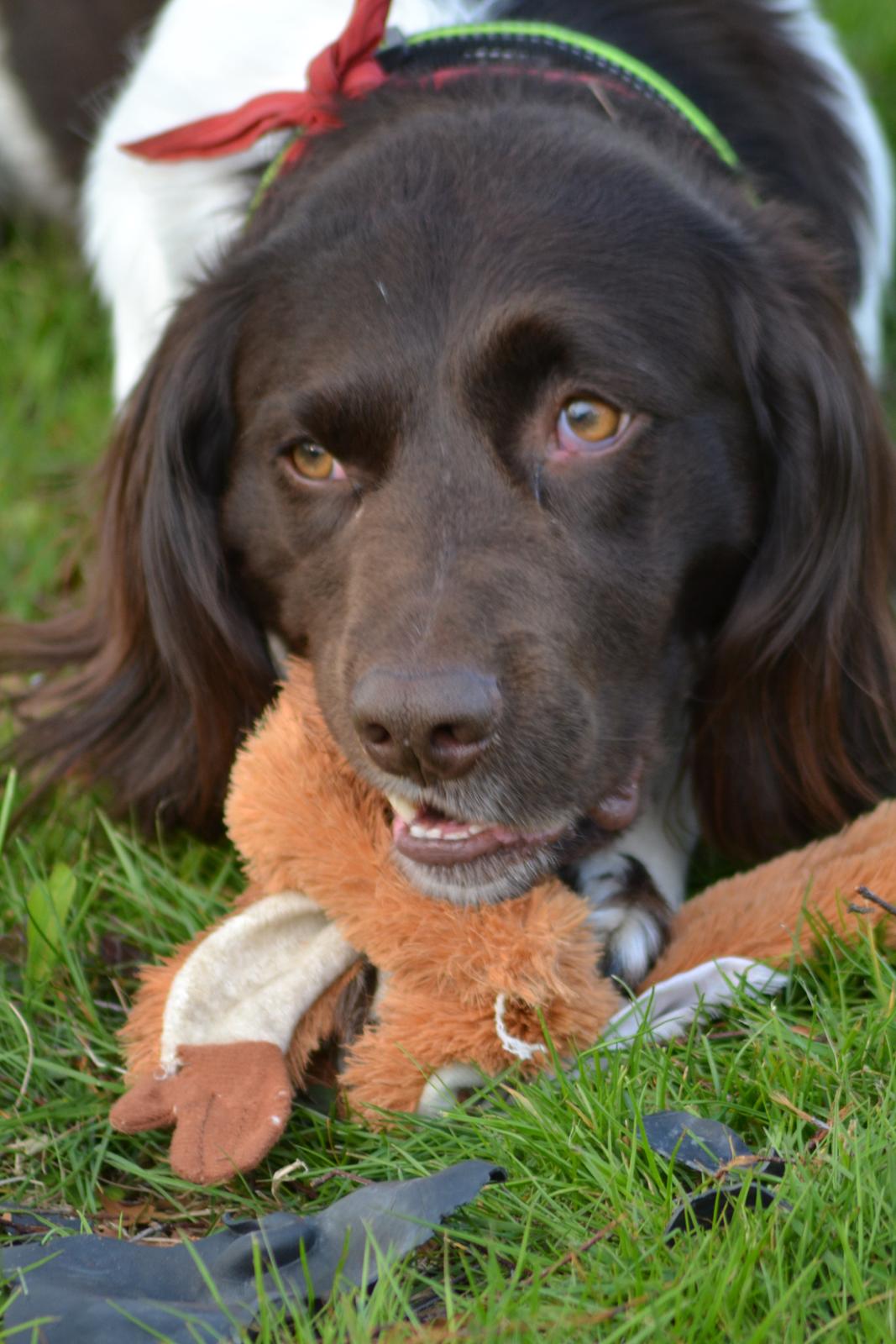 Kleiner münsterländer Riki - Haha, så er den " Kanin " splittet af.. billede 5