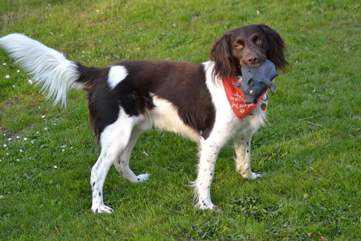 Kleiner münsterländer Riki - Charmetrold, nysgerrig, og god... billede 6