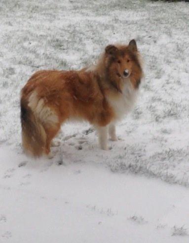 Collie langhåret Kahla billede 21
