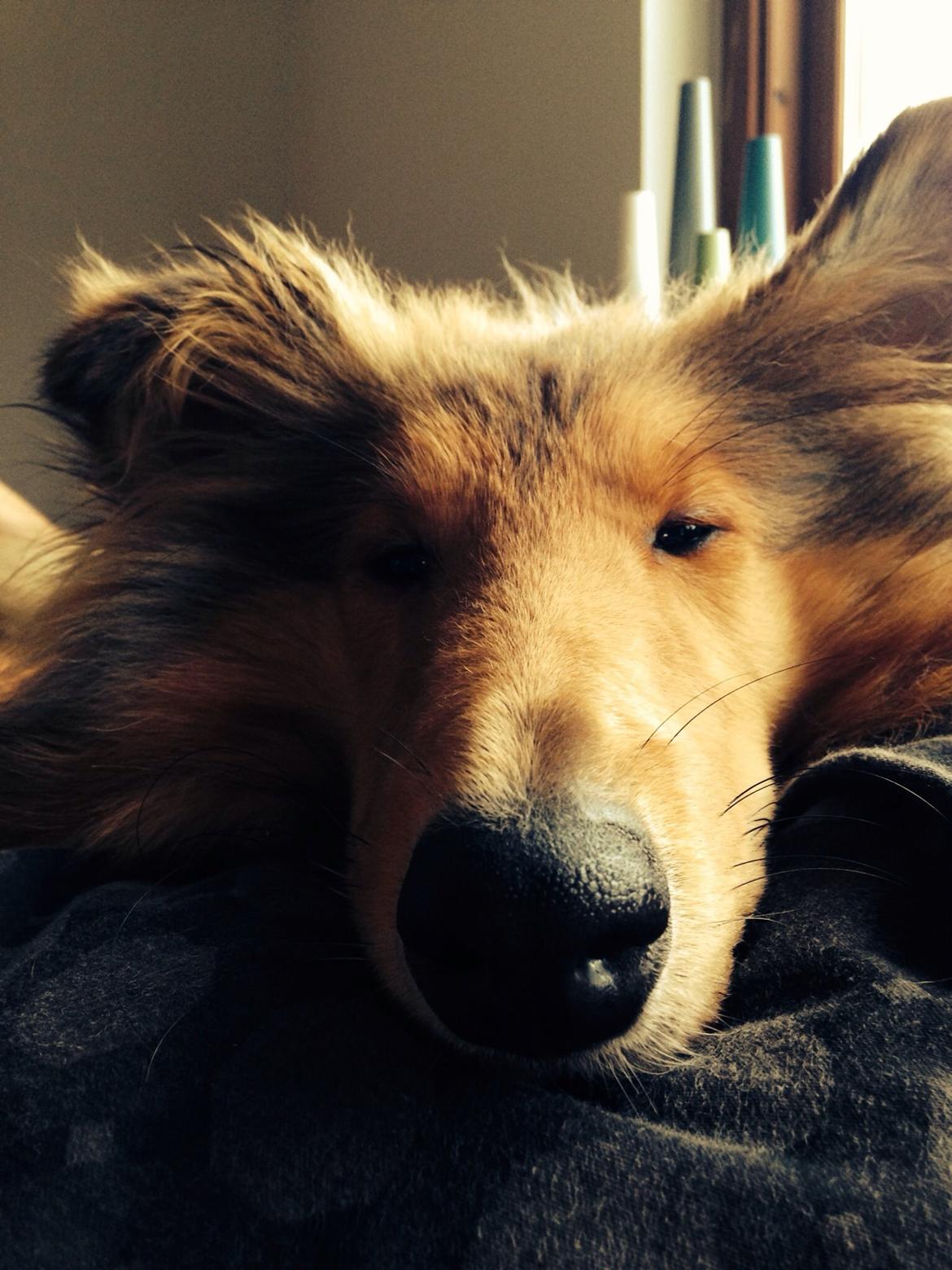 Collie langhåret Kahla billede 22