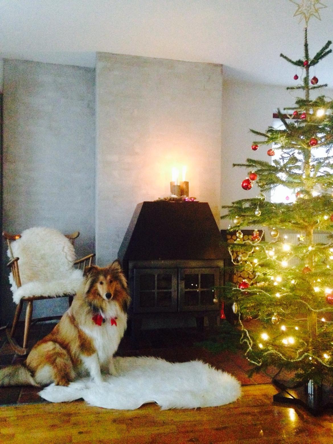 Collie langhåret Kahla billede 23