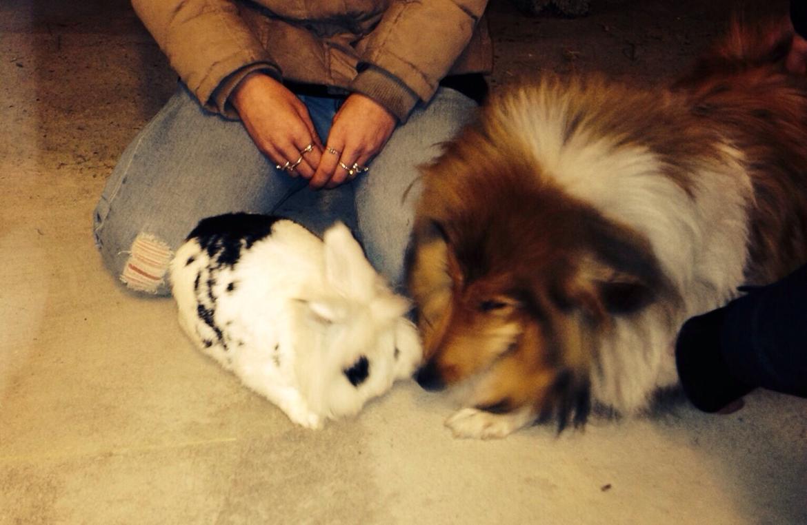 Collie langhåret Kahla billede 25