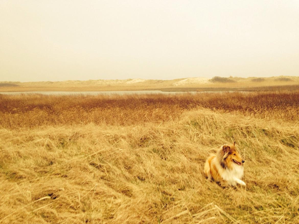 Collie langhåret Kahla billede 27