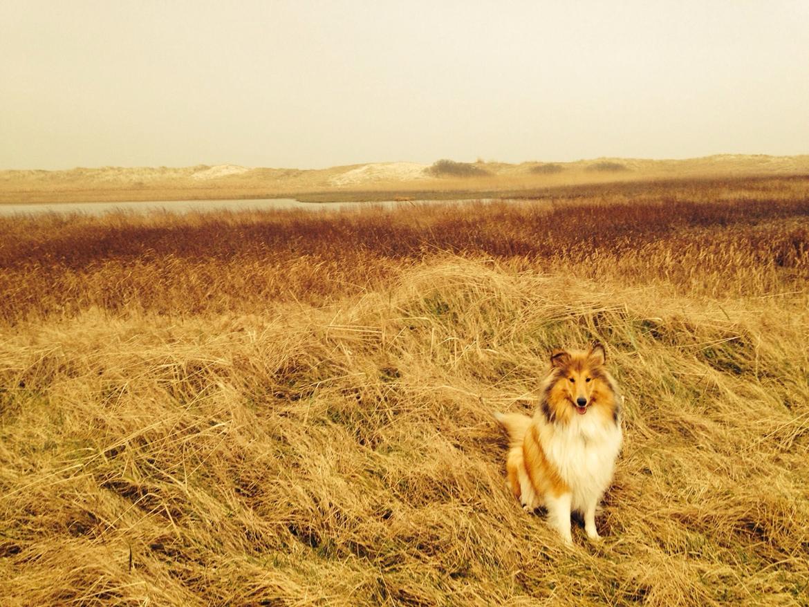 Collie langhåret Kahla billede 28