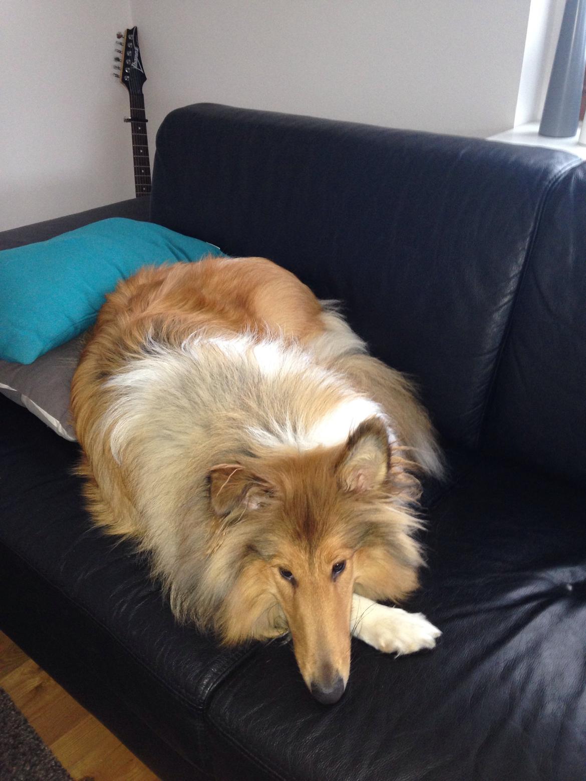 Collie langhåret Kahla billede 29