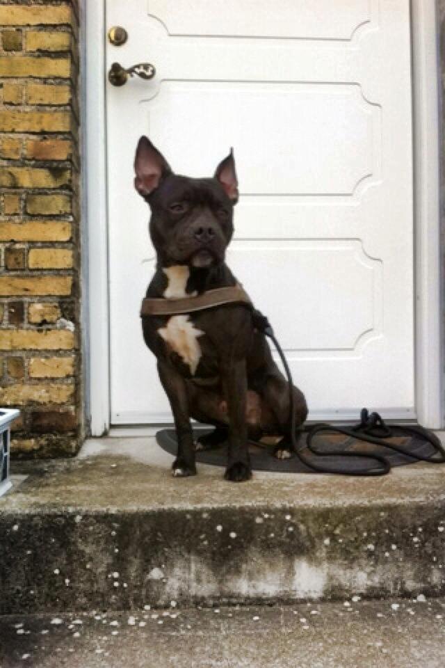 Blanding af racer Al Capone Junior (Capone) billede 5