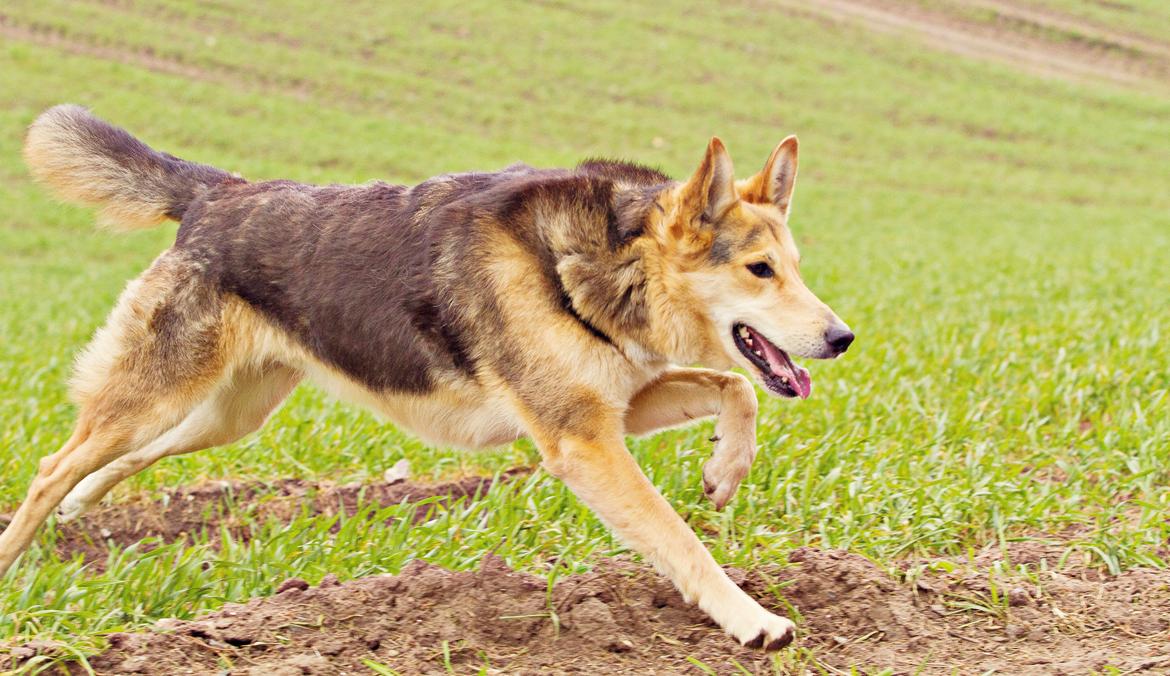 Blanding af racer Hannibal (Schæfer/Collie) - Action i marts 2014 billede 10