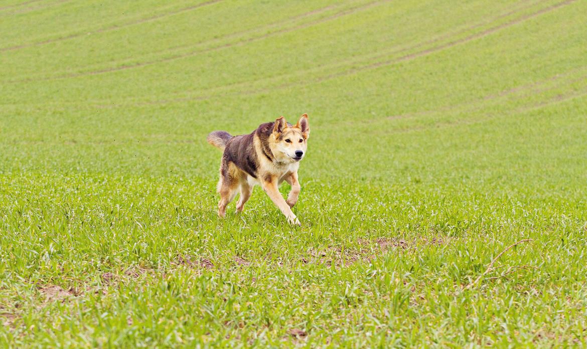 Blanding af racer Hannibal (Schæfer/Collie) - Action i marts 2014 billede 11