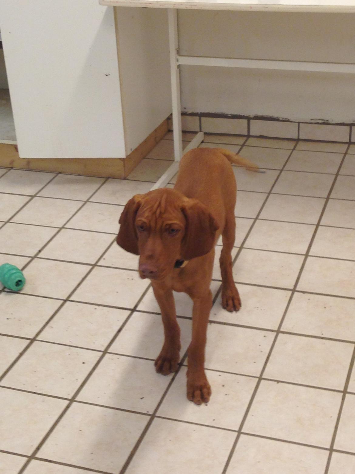 Vizsla Viggo billede 1