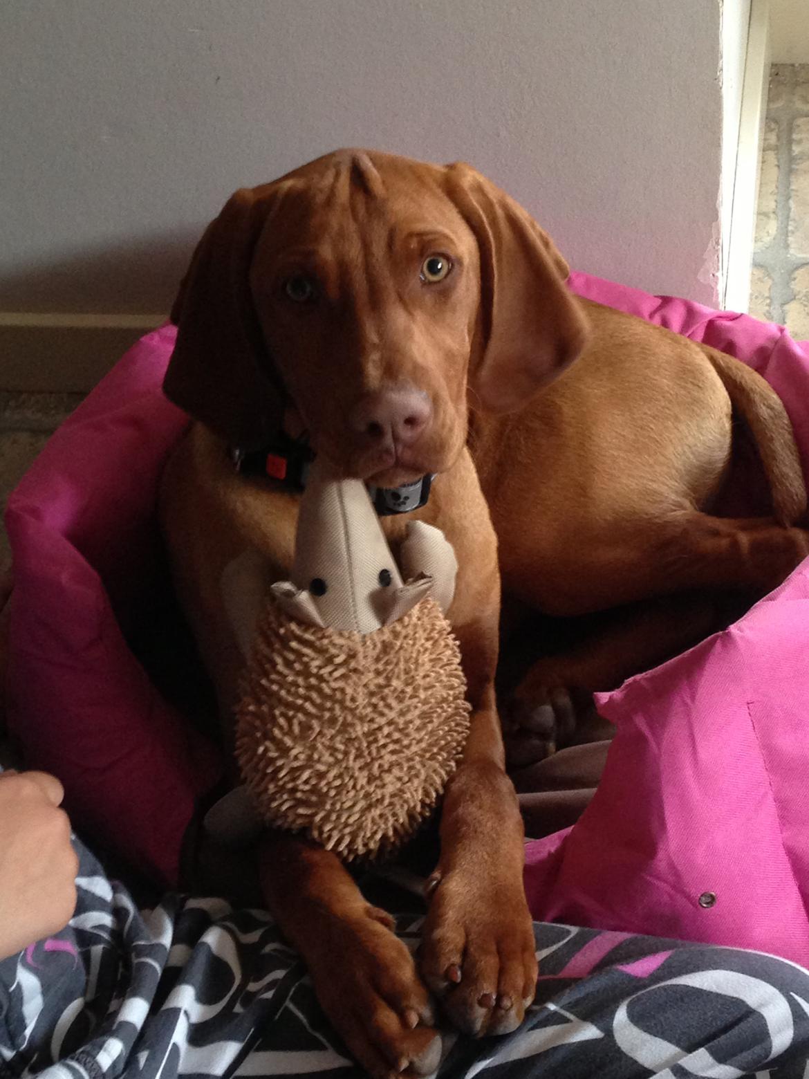 Vizsla Viggo billede 3