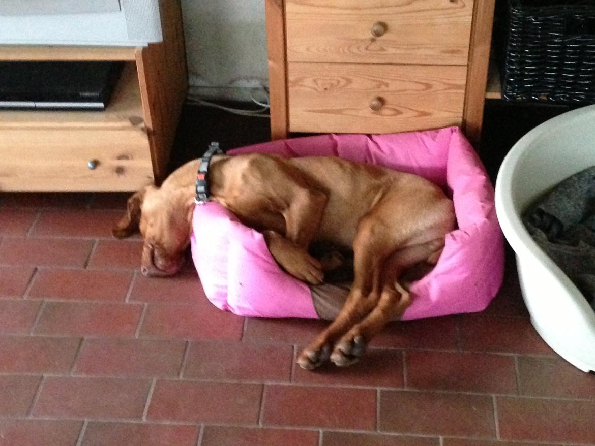 Vizsla Viggo billede 4