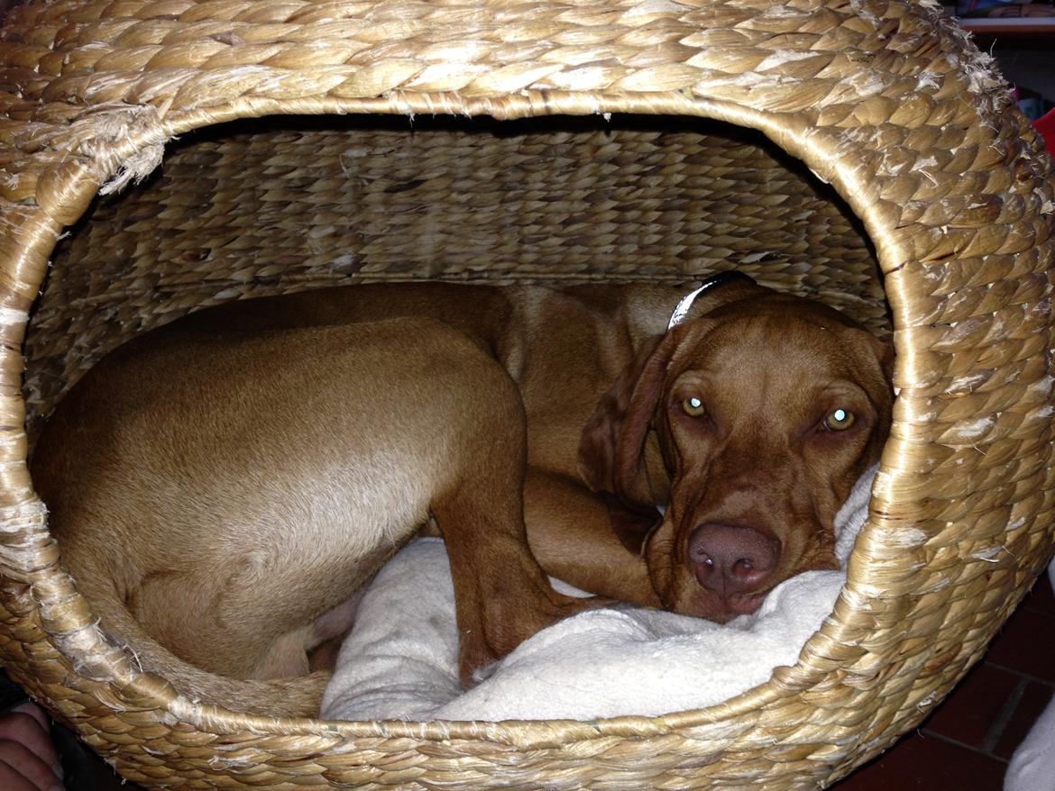 Vizsla Viggo billede 5
